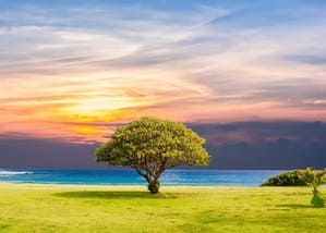 Posture de l'arbre, confiance, sécurité, émotions, enfants, éducation
